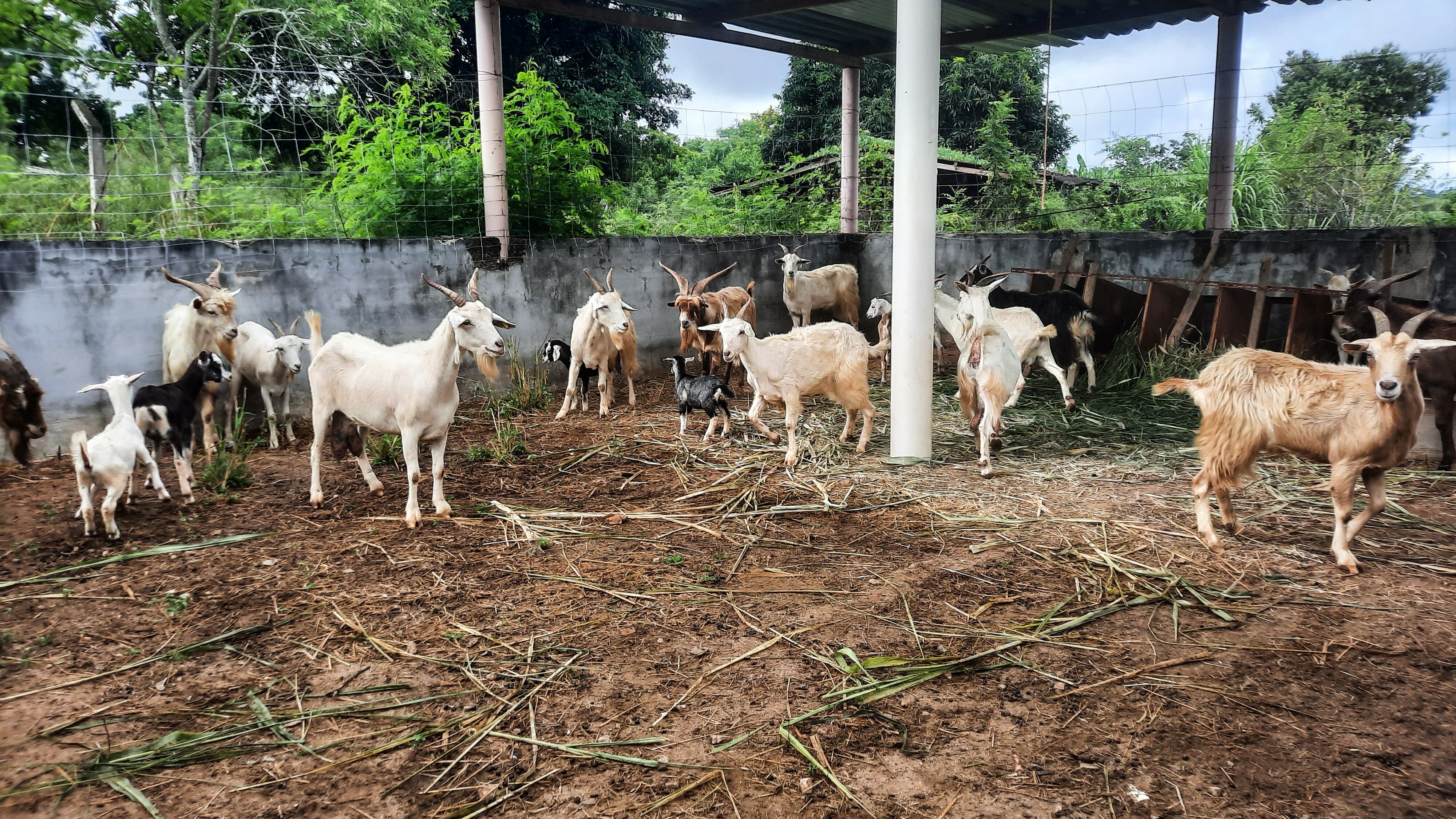 El rebaño de cabras de la isla de Santa Bárbara, el 22 de febrero de 2025 en la Universidad Estatal del Sudoeste de Bahía, Brasil. EFE/ Ronaldo Vasconcelos / Universidad Estatal del Sudoeste de Bahía
