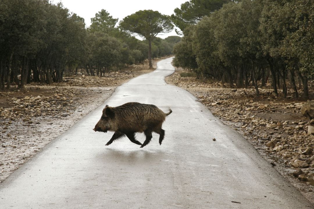 Un jabalí en una carretera