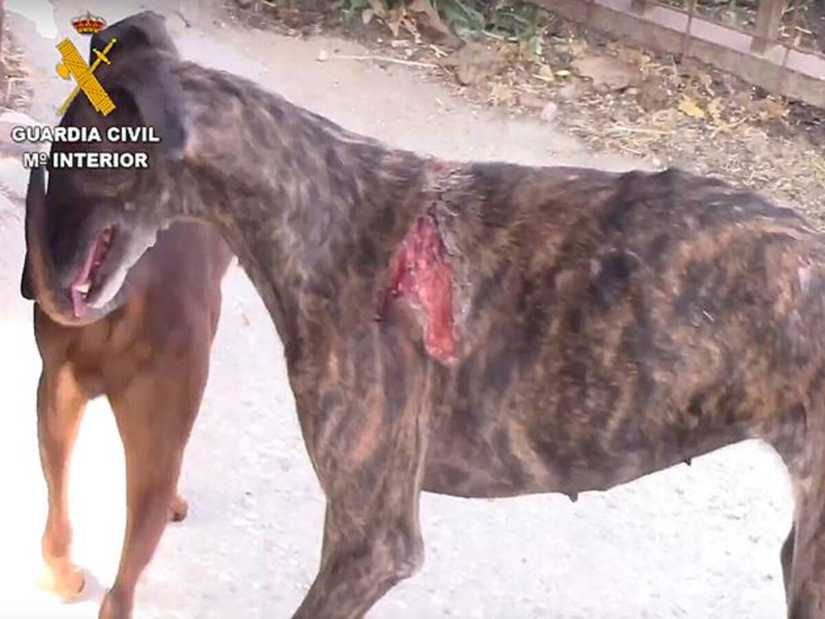 Nacho Paunero, presidente de El Refugio, pide investigar la presencia universitaria de 'El Vampiro de Humanes'