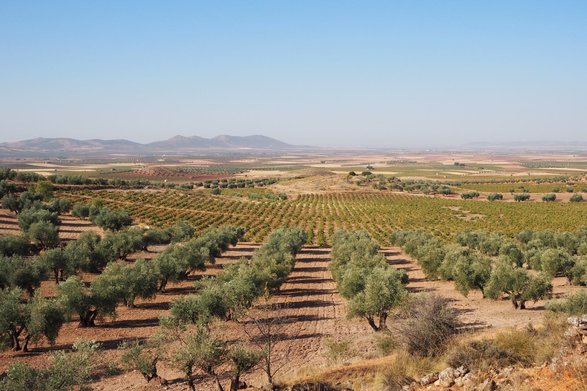 La falta de lluvias afecta especialmente al sureste de la provincia albaceteña