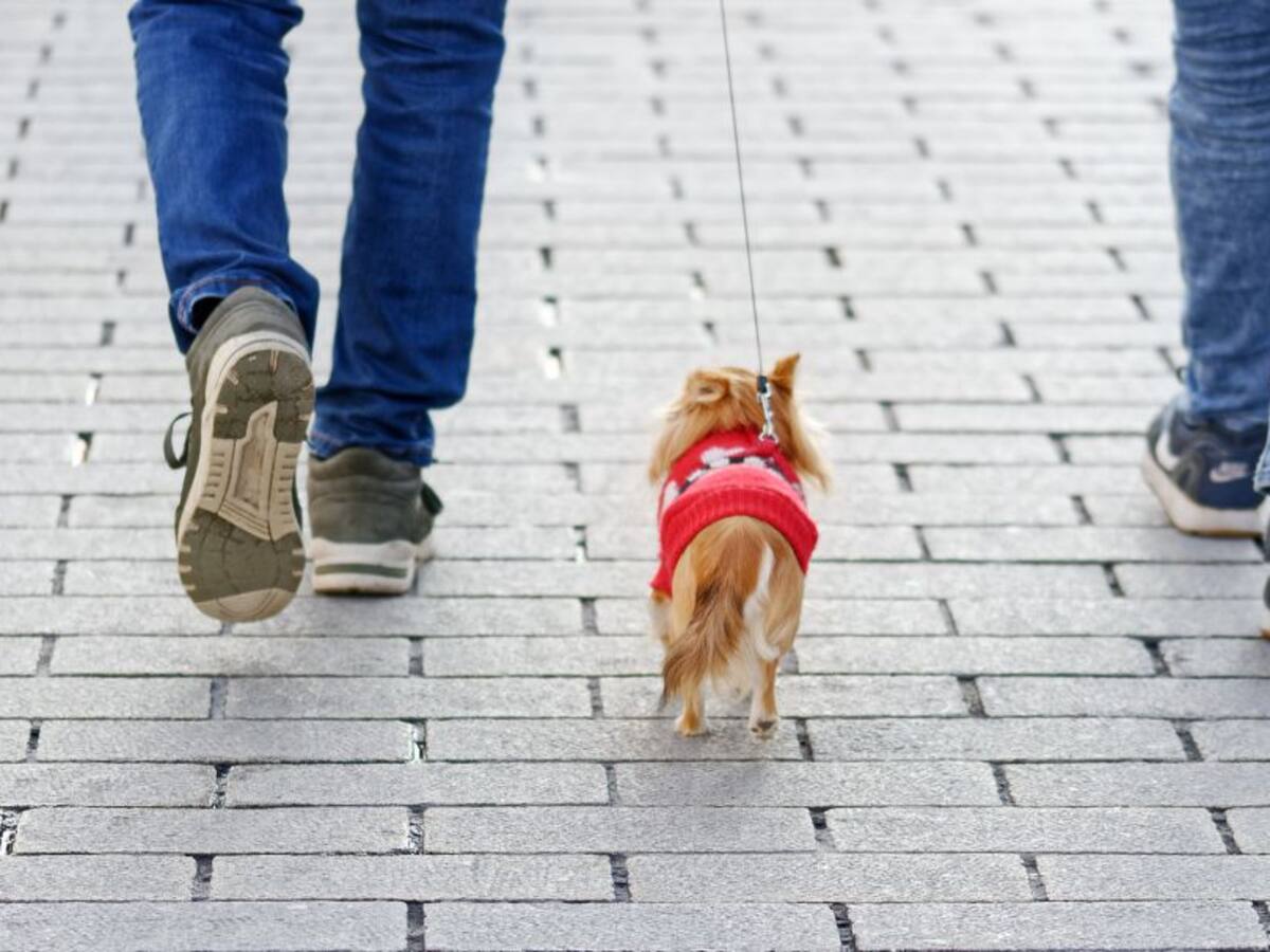 Aumentan las sanciones por llevar perros sueltos en Tudela
