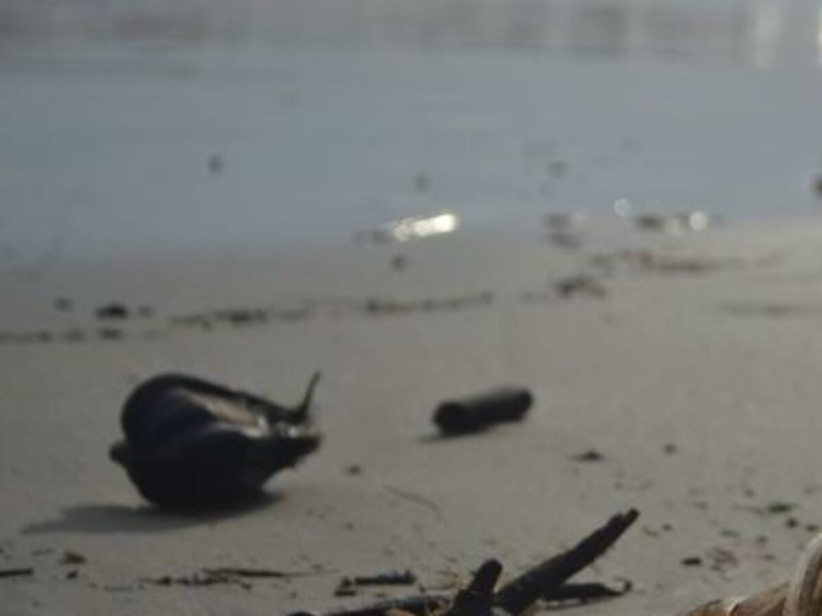 Juegos en la playa para proteger las costas de basura