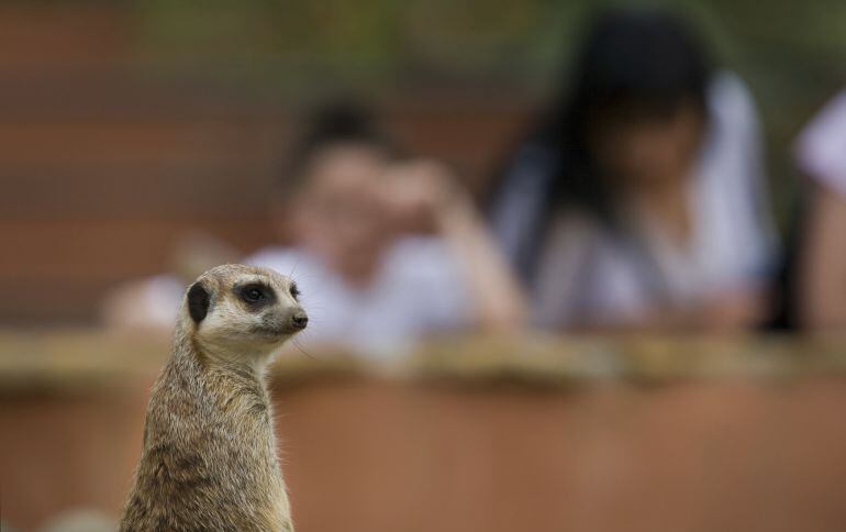 Zoológico de Córdoba