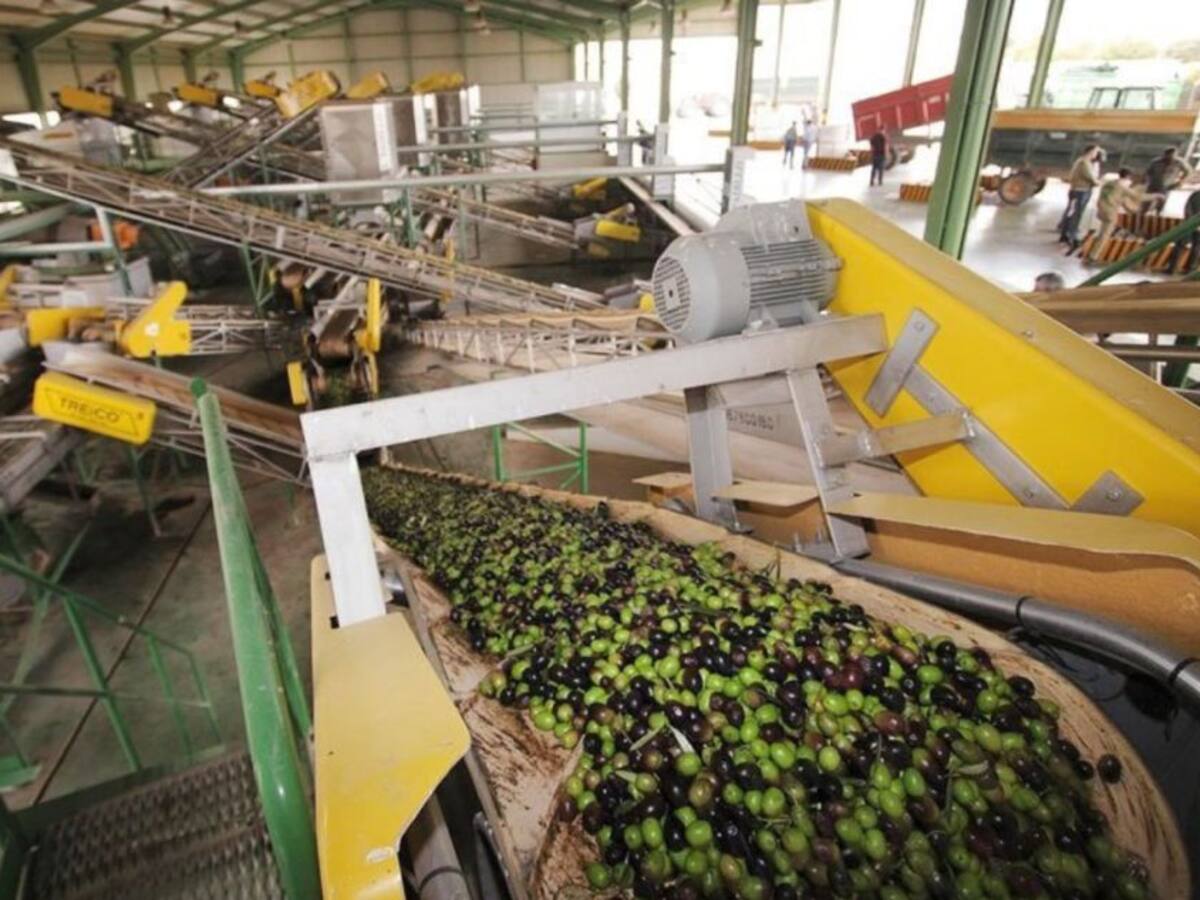 El aceite ecológico "se salva" de los bajos precios