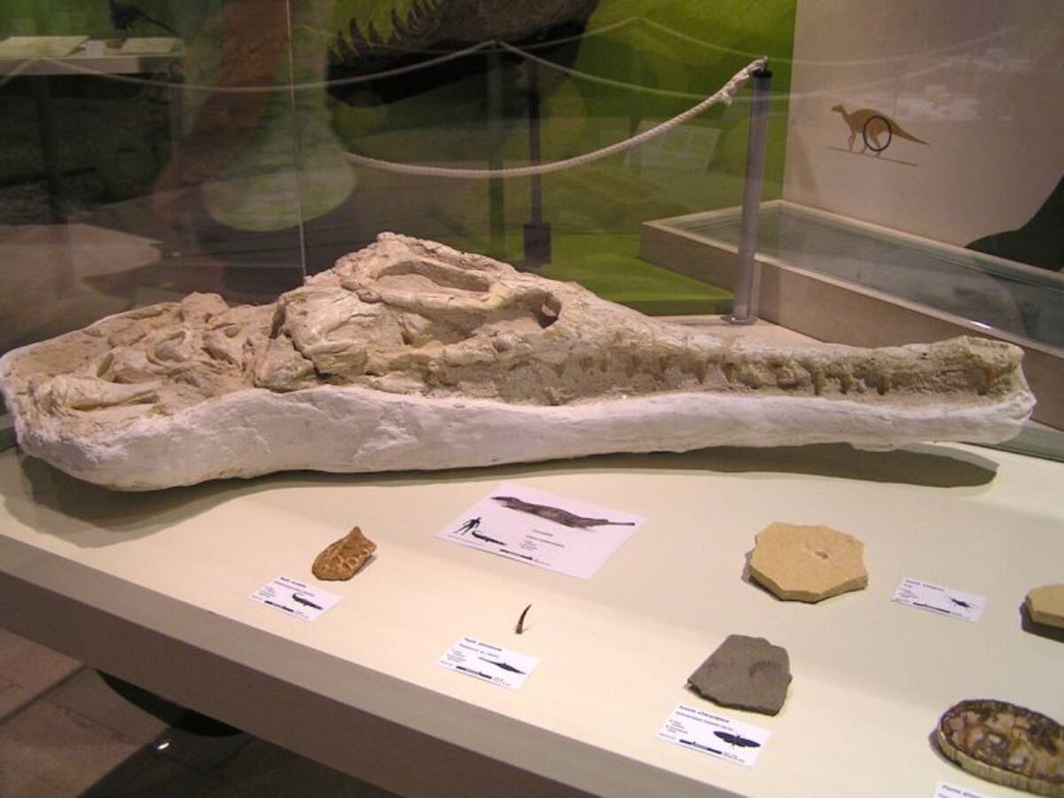 El MUPE expone el cráneo fósil de un cocodrilo