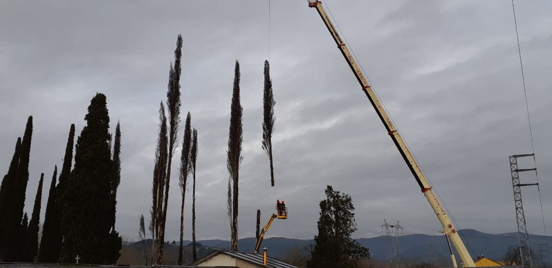 Los cipreses tienen más de 20m de altura