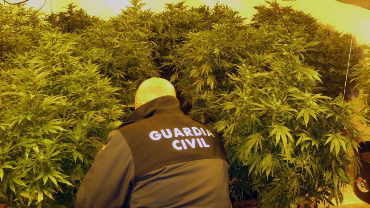 Detienen en Totana a una pareja con una plantación de marihuana en la vivienda que ocupaban