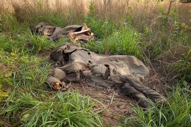 Cadáveres de elefantes en el norte de Camerún tras una fuerte redada de cazadores furtivos