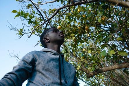 Sam, cogiendo limones en uno de los terrenos que les ha cedido el Ayuntamiento de Valle