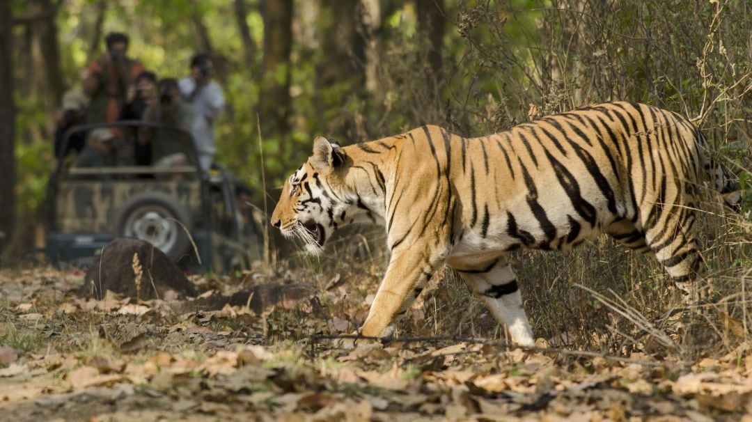 Tigre, imagen de archivo.