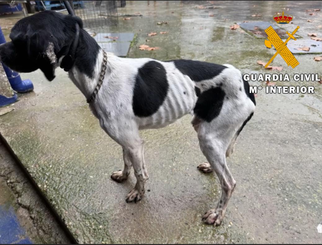 Los animales fueron trasladados a dependencias municipales donde lograron recuperar a los perros y posteriormente han sido dados en adopción