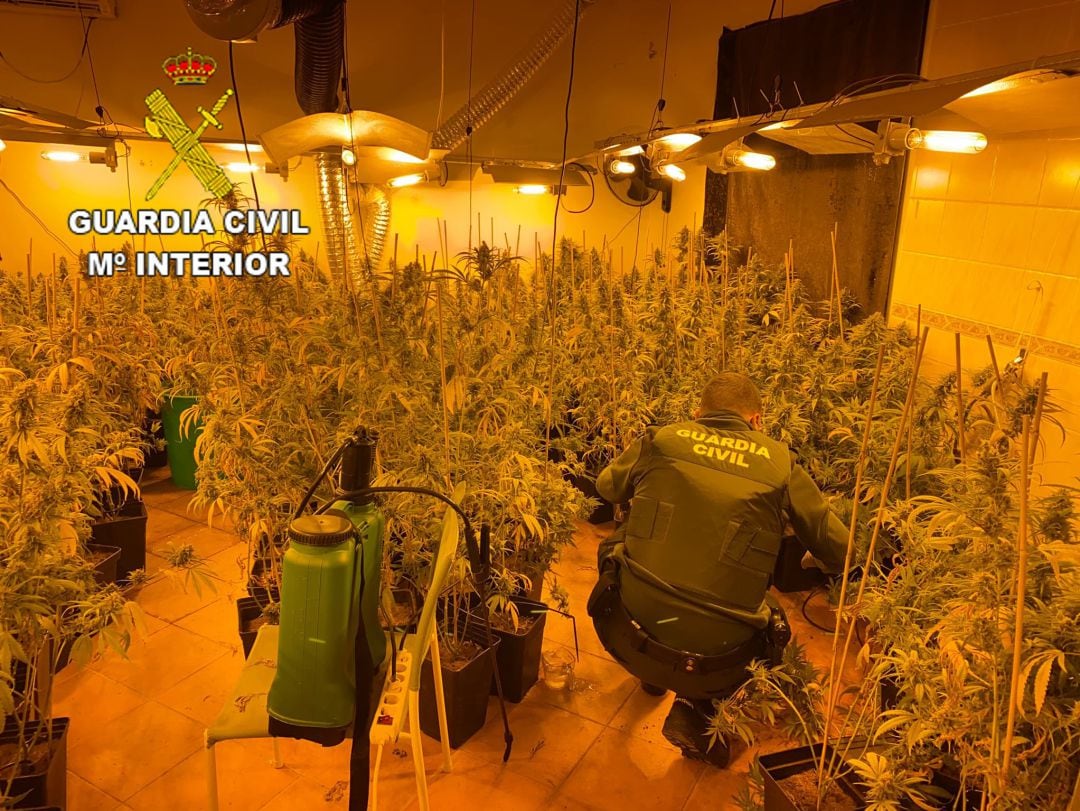 Plantación de marihuana que fue incautada en la localidad de San Román de los Montes