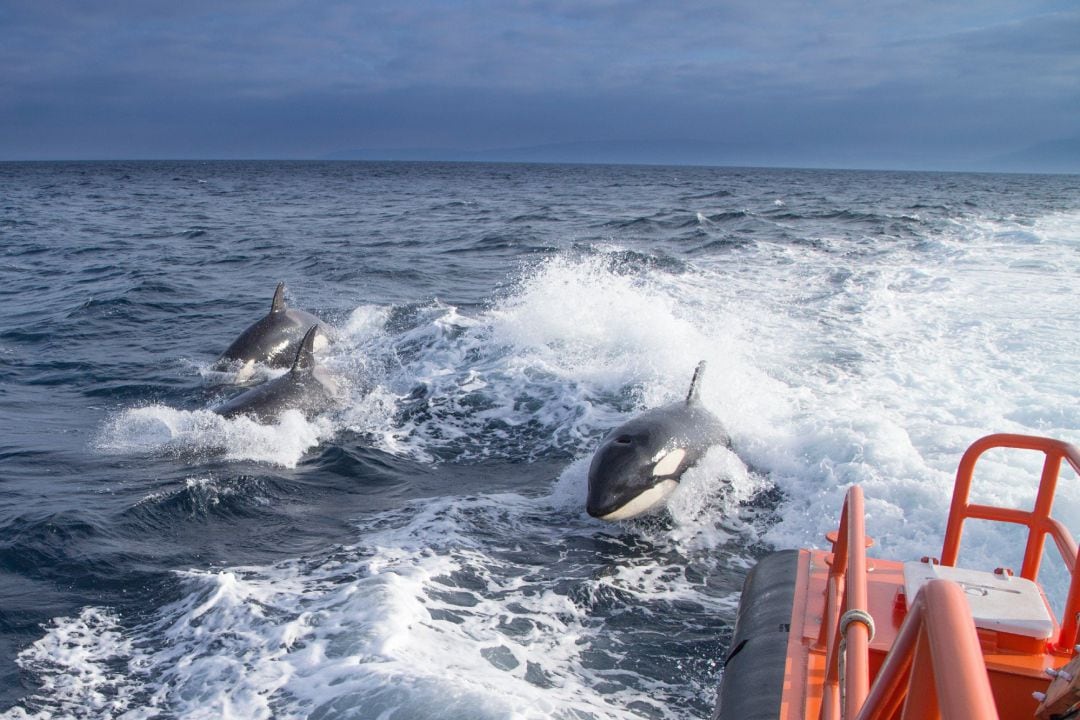 Salvamento rescata a dos personas de un velero en Tarifa tras la rotura de su timón tras un choque con orcas