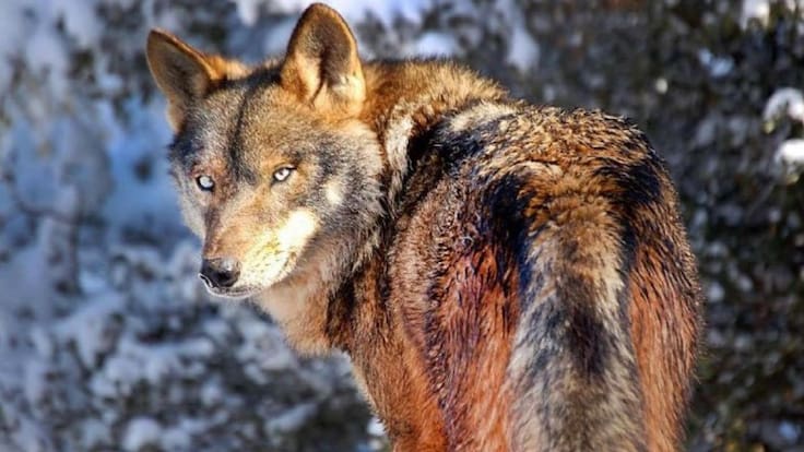 Entrevista a Carolina Martín de Ecologistas en Acción (14/6/2019)