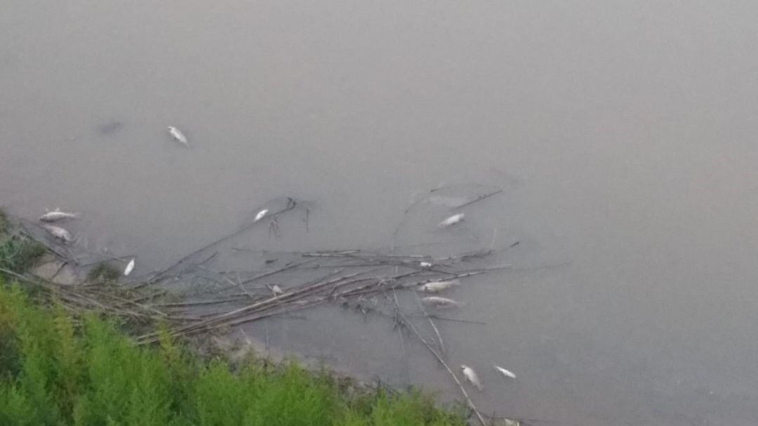 Centenares de peces aparecen muertos en el río Llobregat. 