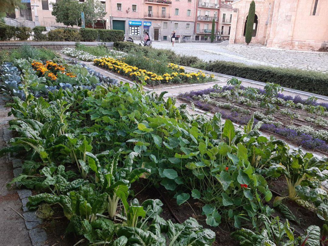 Las plantaciones, realizadas en mayo, combinan un uso ornamental con un uso tradicional hortícola y etnobotánico