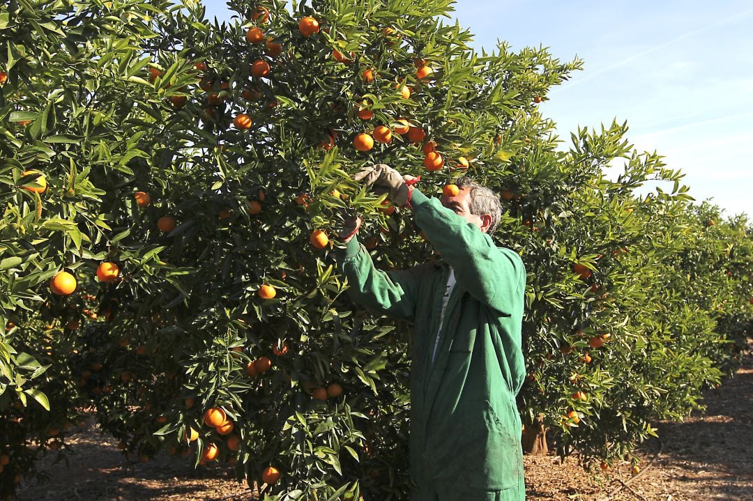 Imagen de un agricultor en un campo de cítricos de la provincia de Castellón