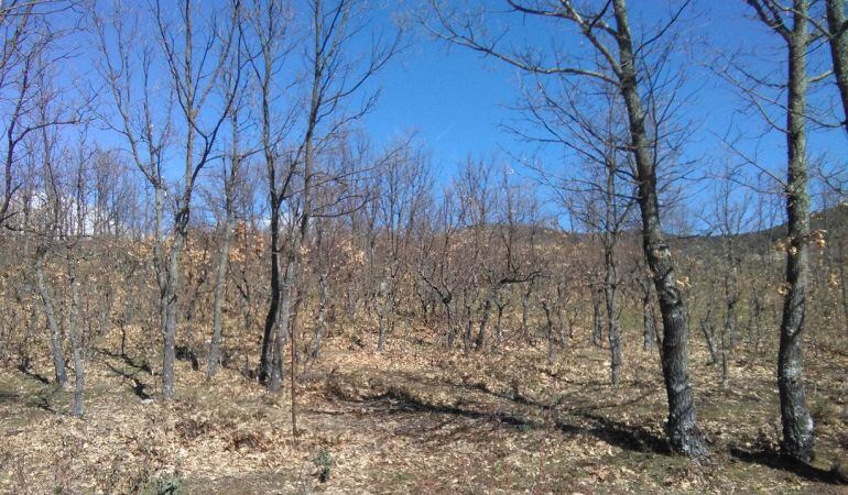 Los incendios y la acción humana son el mayor enemigo de los bosques, pese a ellos la masa forestal crece gracias a la gestión medioambiental