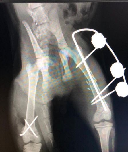 Radiografía de las patas de Versalles