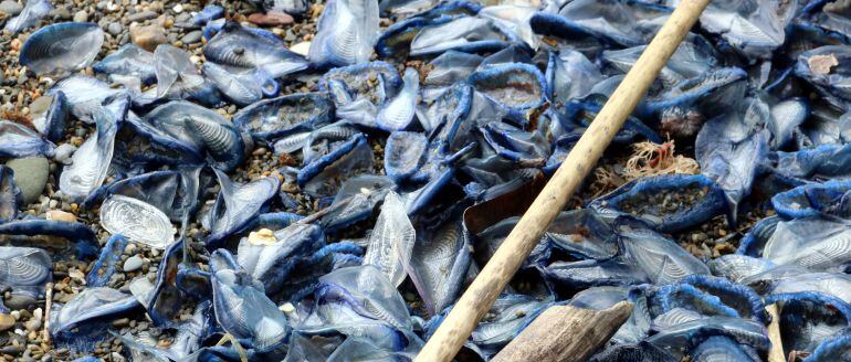 Restes aparegudes a Llançà.