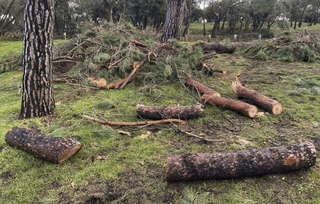 Trozos cortados de troncos y ramas de árboles en la Casa de Campo, en Madrid.