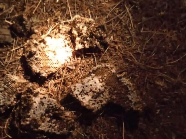 Tabarrera en el CEIP Manuel Altolaguirre