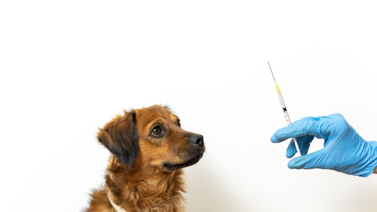 Mercedes Sánchez. Veterinaria