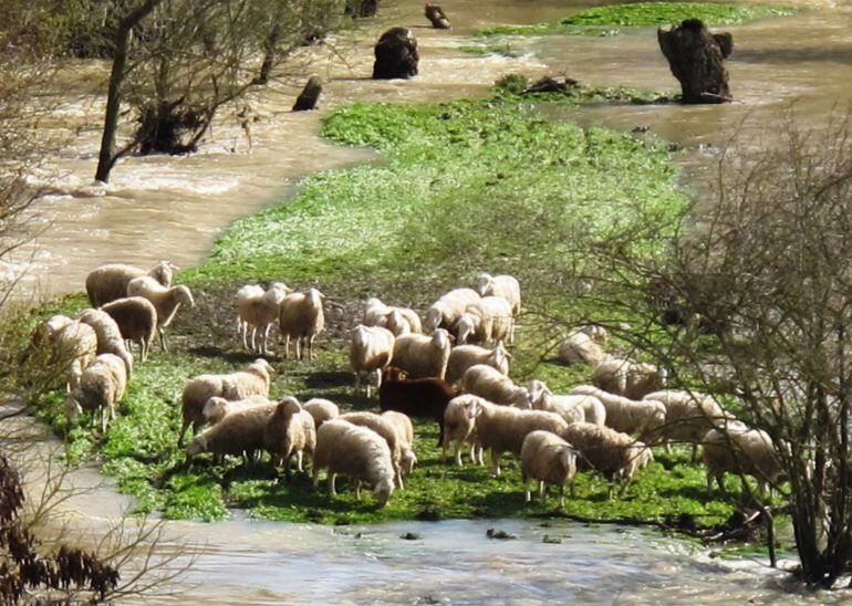 Ovejas salvadas de la crecida del río