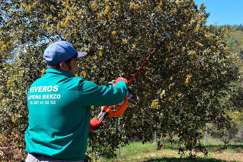 Trabajos de jardinería de Asprona