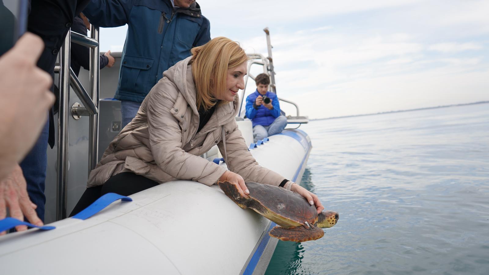 El Consell y el Oceanogràfic han procedido este martes a la suelta de siete caballitos de mar, 22 corales y dos tortugas marinas