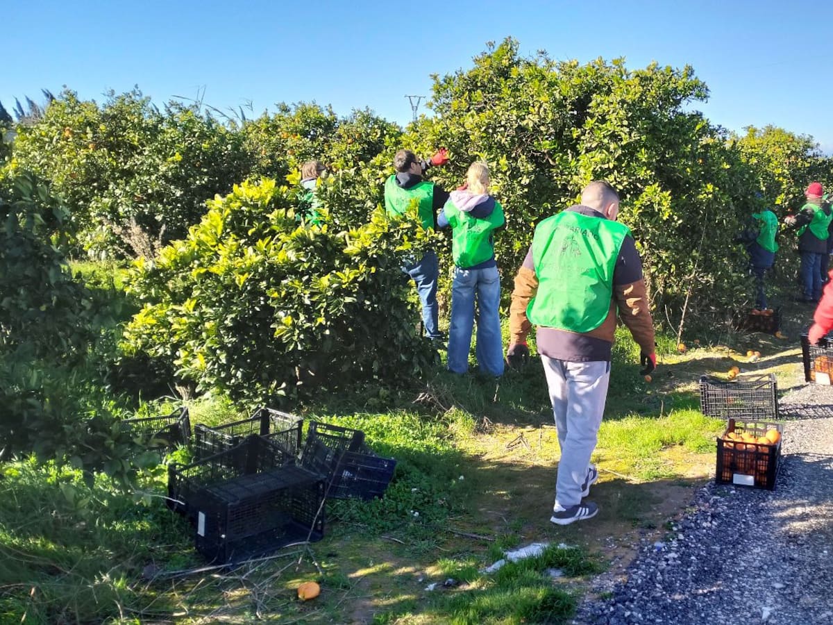 'Espigolar' per a combatre el desaprofitament alimentari