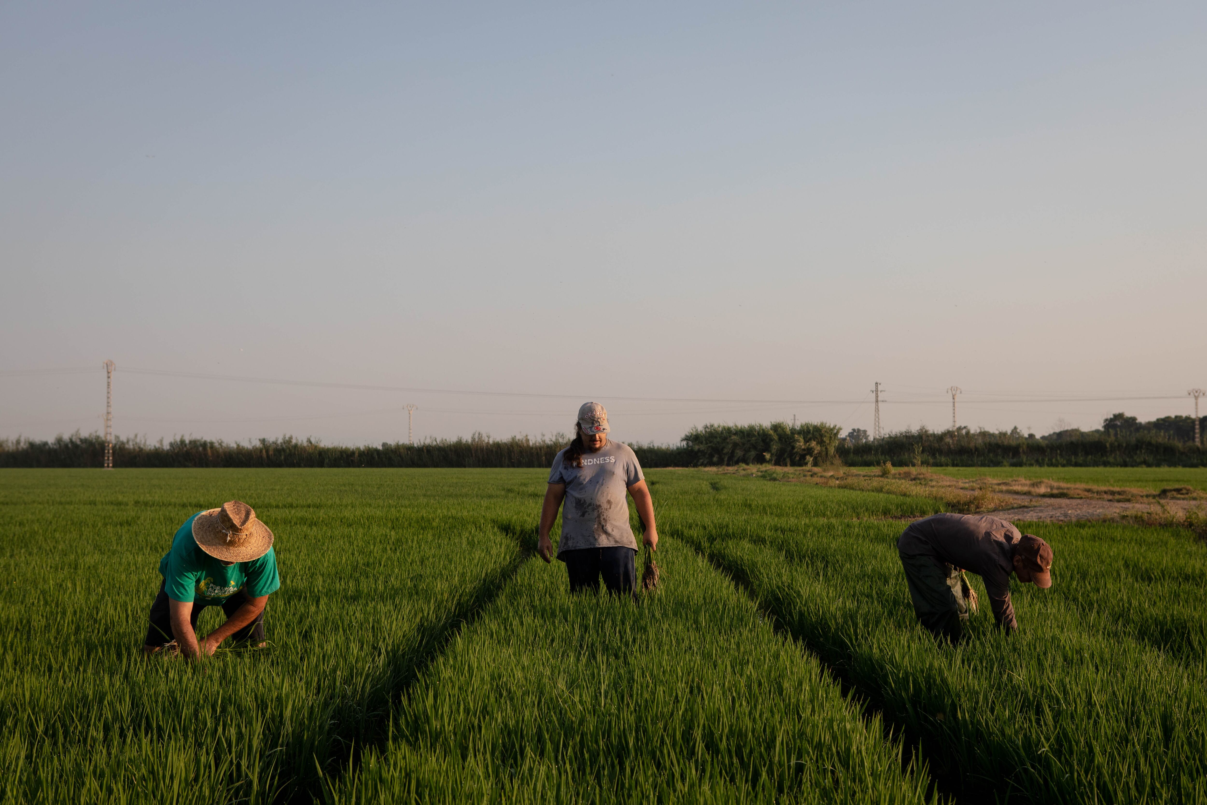 Agricultores trabajan en un arrocero en Valencia