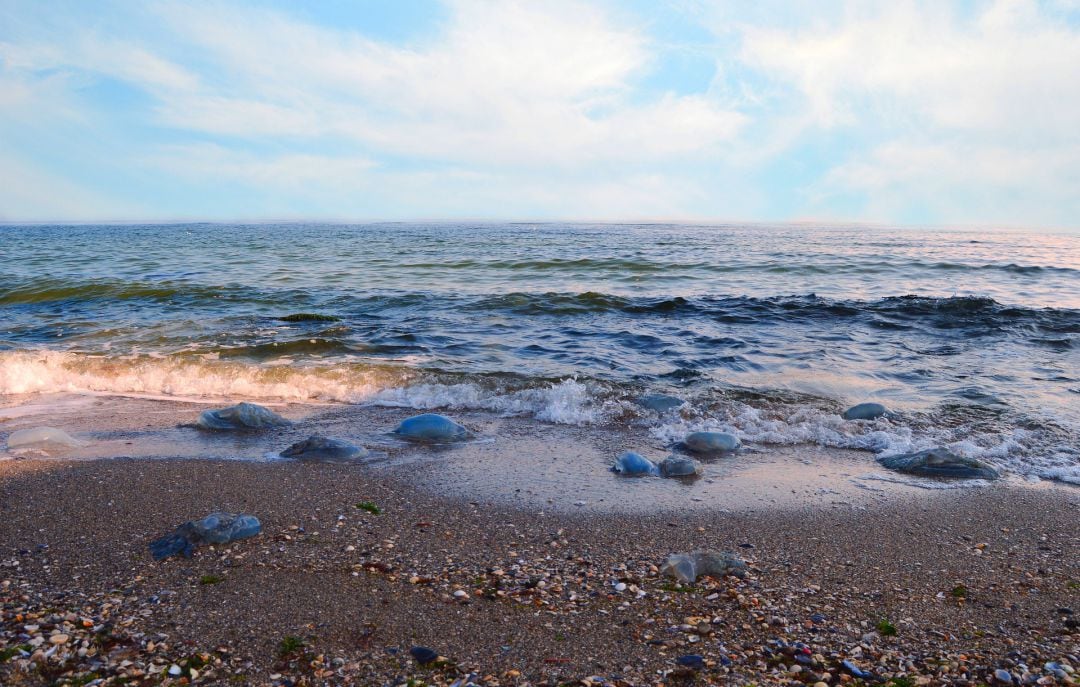 Medusas en la superfície de la costa