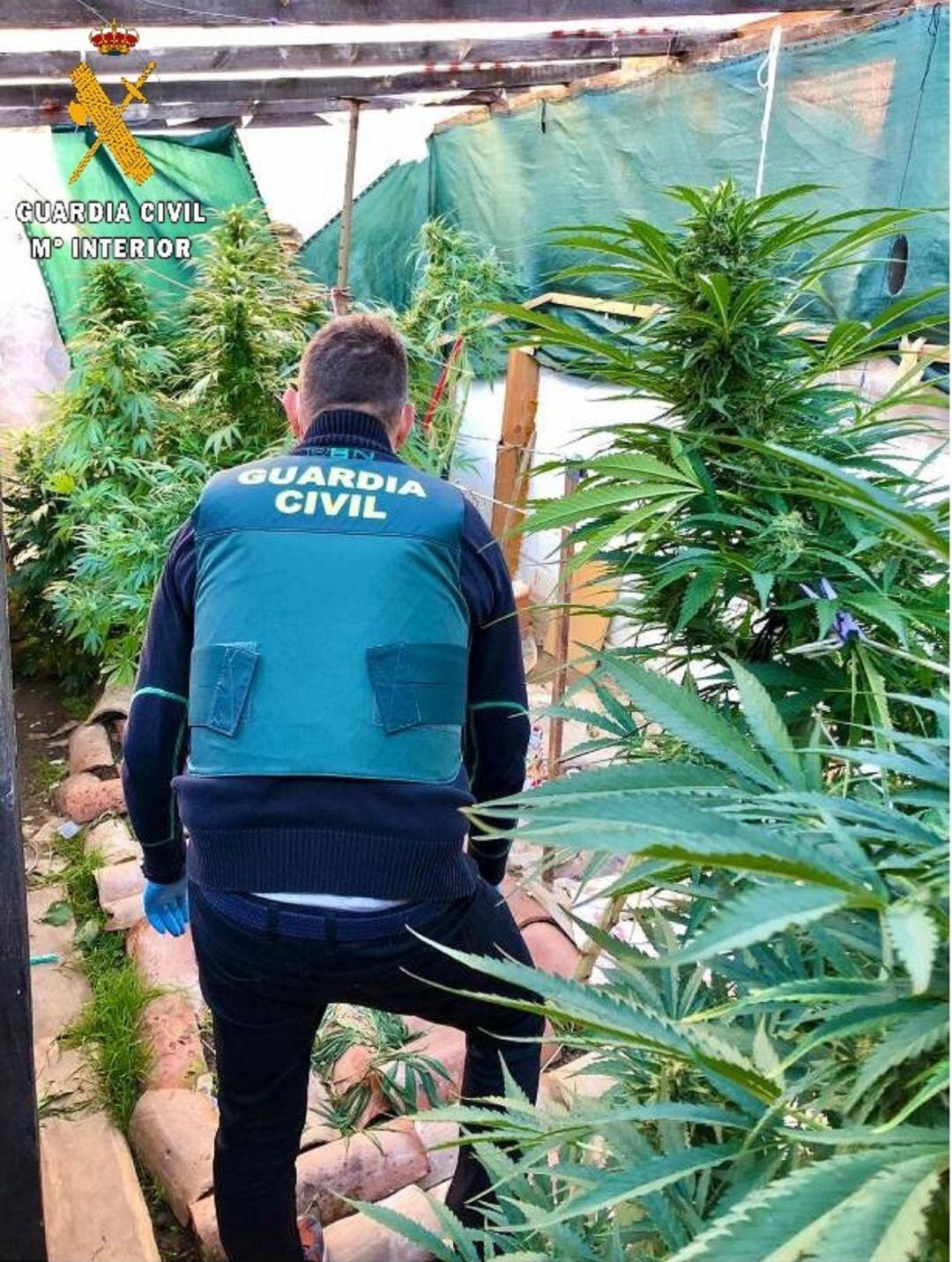 Intervención de la Guardia Civil contra la droga en la provincia de Palencia