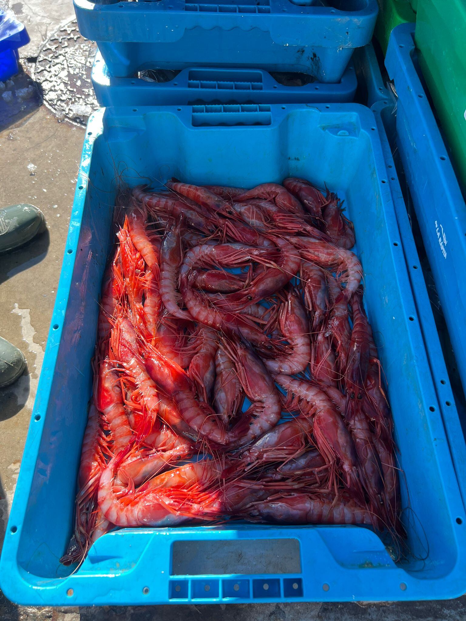 Los últimos pescadores de arrastre de Cartagena denuncian que se sienten "furtivos siendo trabajadores del mar"
