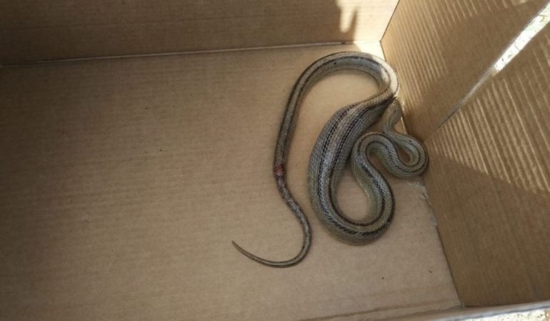 La serpiente acababa de comerse a otro animal y estaba en situación de letargo.