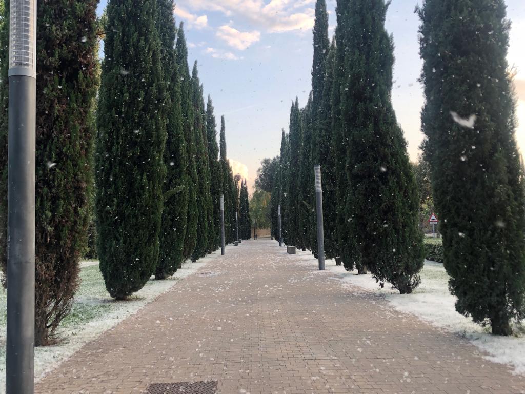 Pelusas de chopos en Logroño