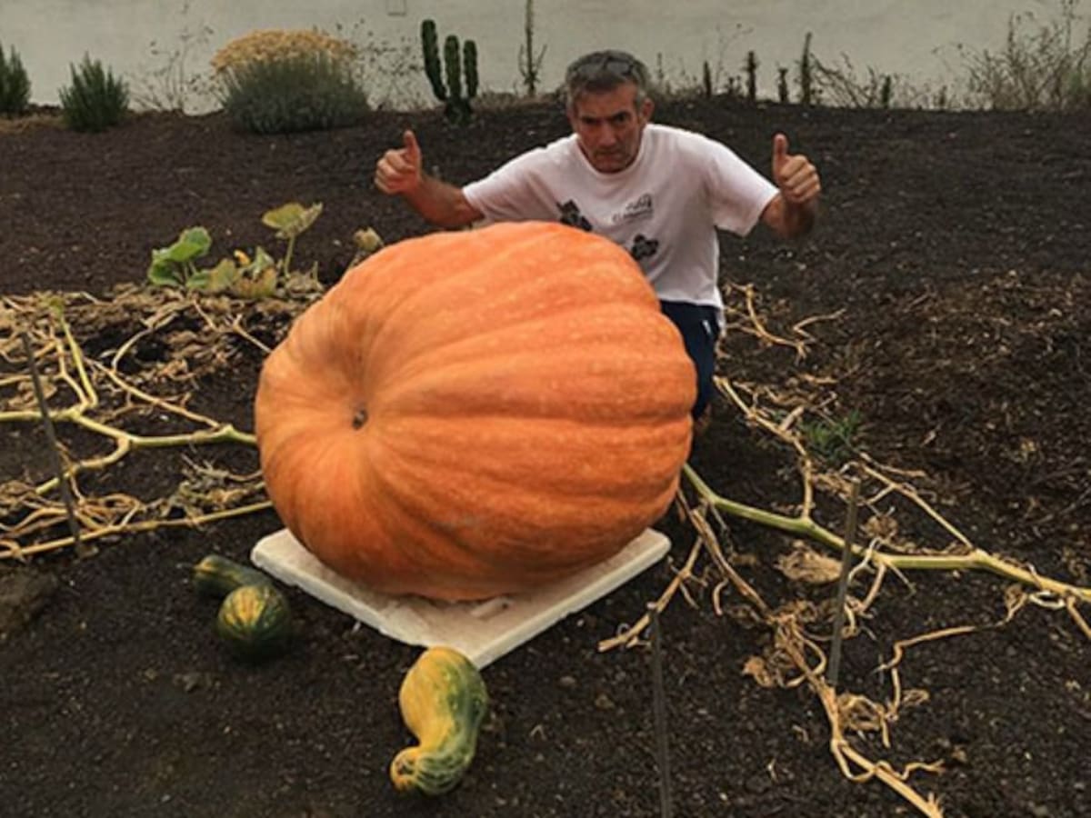 Una calabaza gigante de 212 kilos