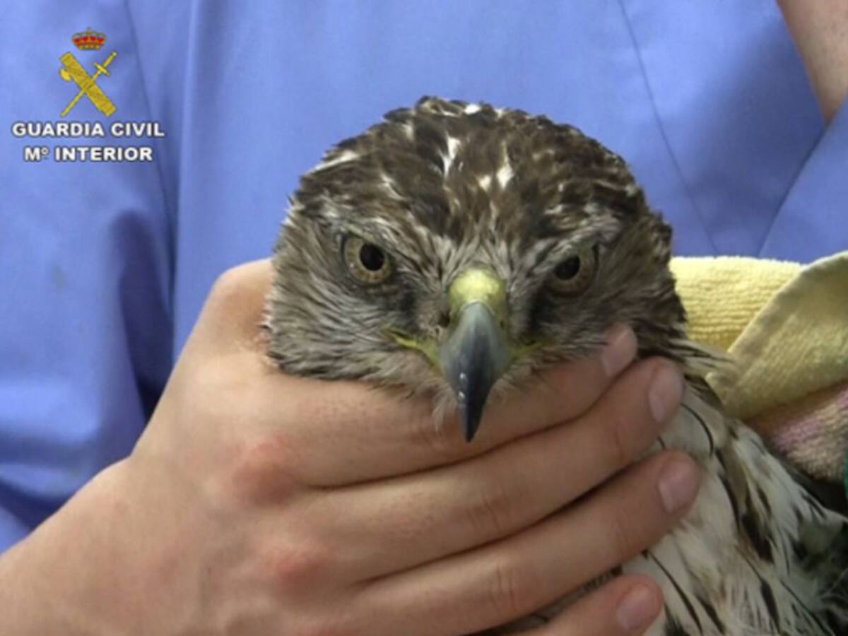Investigan el hallazgo de 44 aves electrocutadas en una finca de Albacete