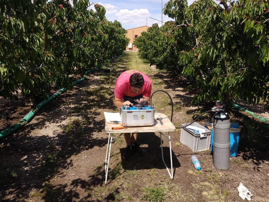 Imágenes de Pedro José Blaya realizando mediciones en un cultivo de cerezos