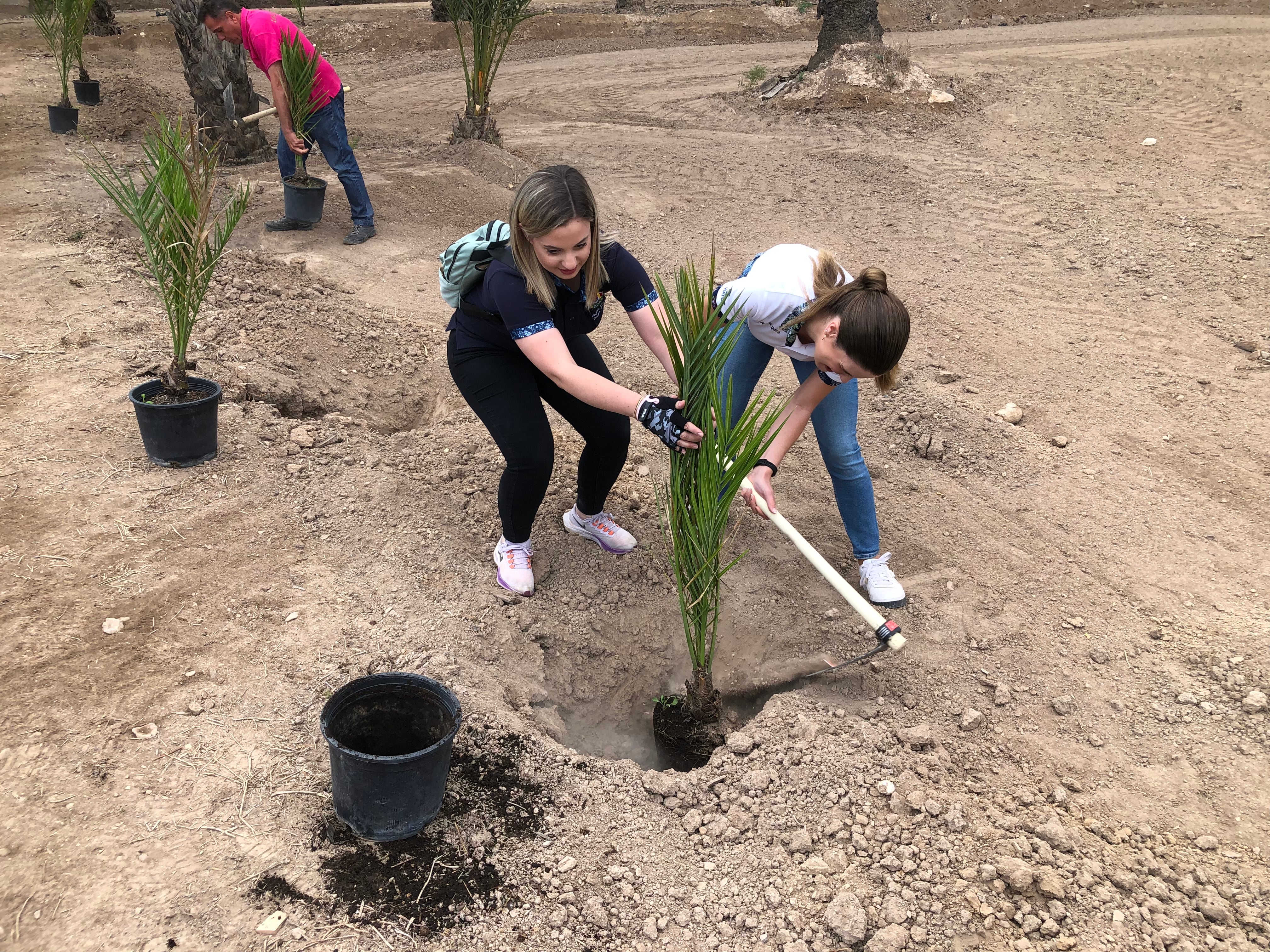 Repoblación Palmeral de Elche