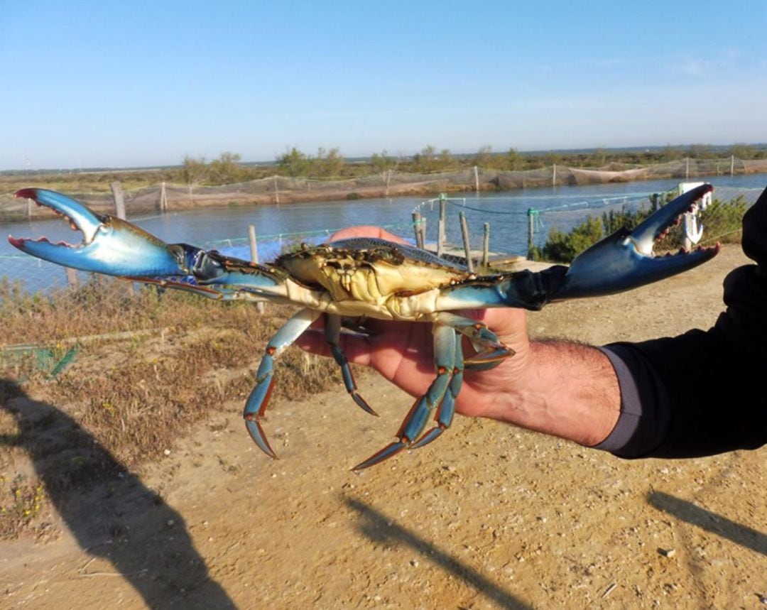 Ejemplar de cangrejo azul en las salinas de