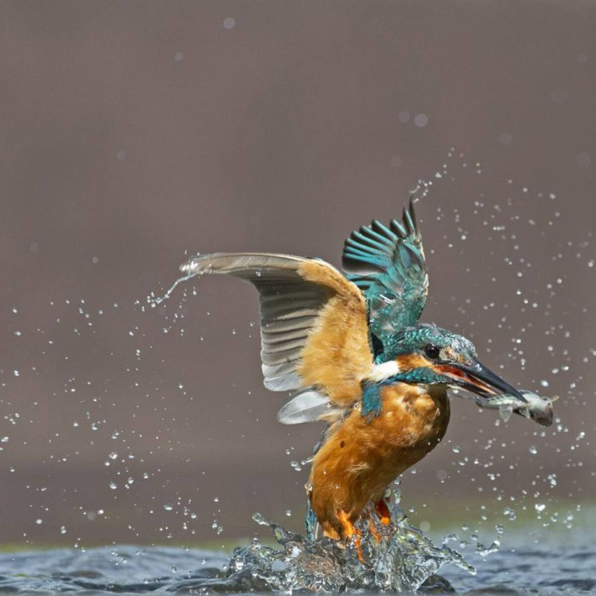 El Guardabosques: El martín pescador