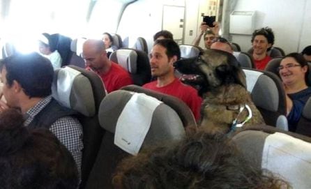 Titán viajó como un pasajero más en el avión que trasladó a los voluntarios del Consorcio de Bomberos a Ecuador para colaborar en las labores de rescate tras el terremoto de 2016