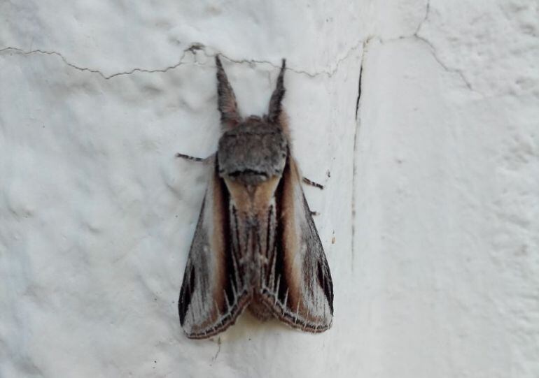 Catálogo de mariposas nocturnas