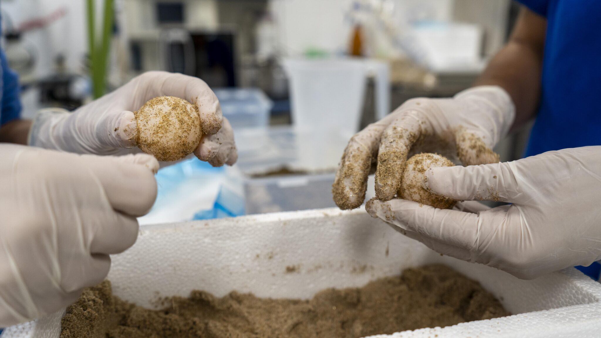 Dos de los huevos en el Oceanogràfic de Valencia