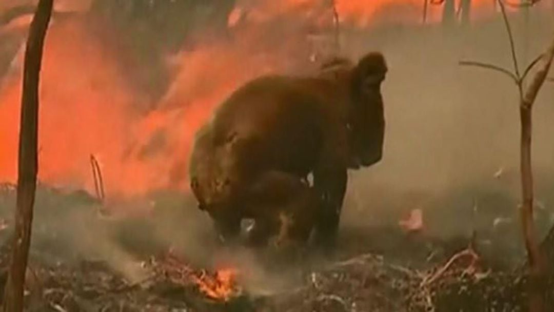 Una mujer arriesga su vida en un incendio para salvar a un koala de las llamas