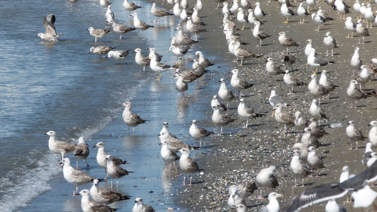 Aumentan las gaviotas en Málaga atraídas por los residuos del vertedero