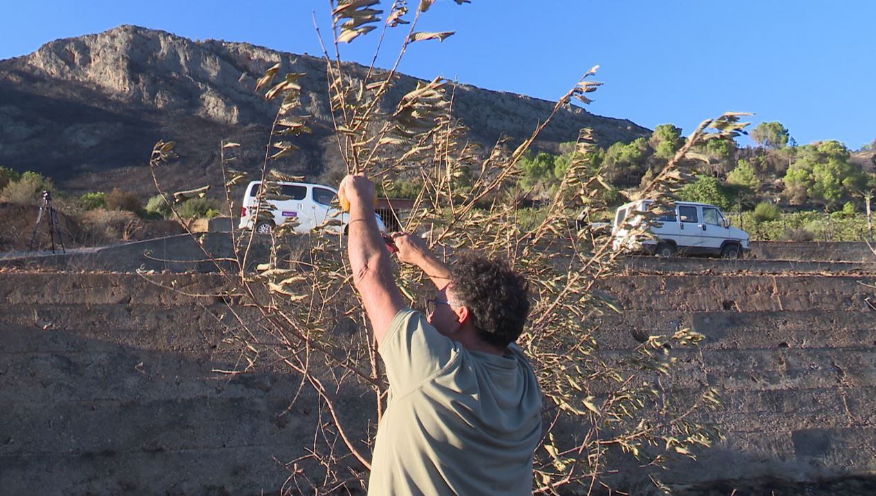 José Catalá, agricultor ecológico de Ador que ha perdido toda la cosecha.