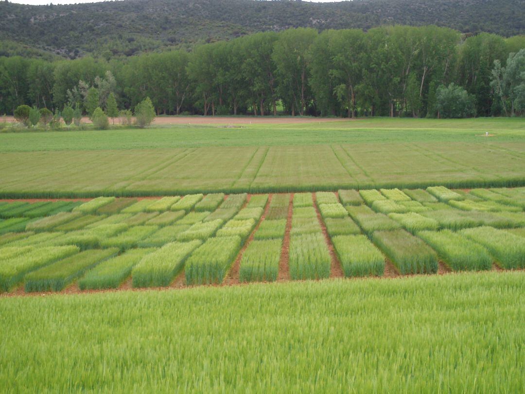 Las ayudas a la producción ecológica se elevarán a 20 millones de euros